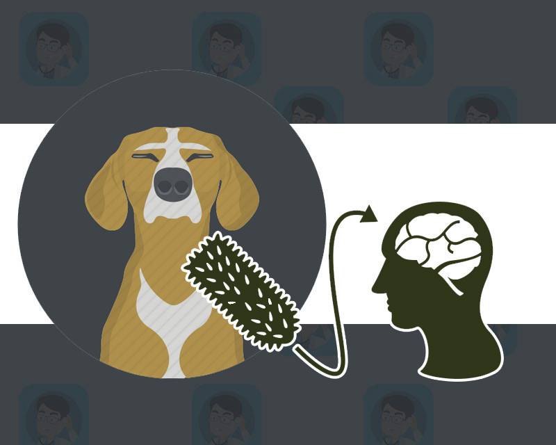 人得了狂犬病的早期症状多久出现,狂犬病在早期的10个征兆可以救吗