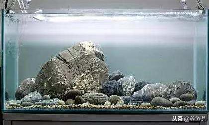 哪些观赏鱼适合水草缸,观赏鱼鱼缸养什么植物最好