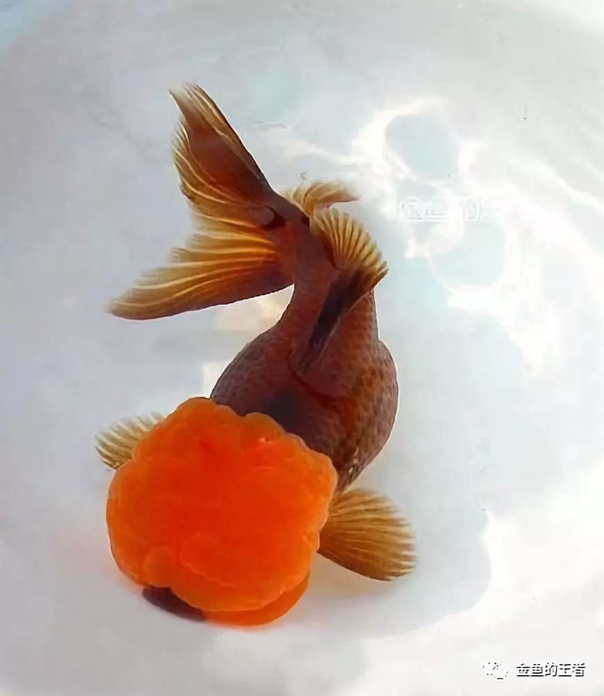 5*级A**金鱼如何评定？懂了这4条，你就是半个金鱼专家