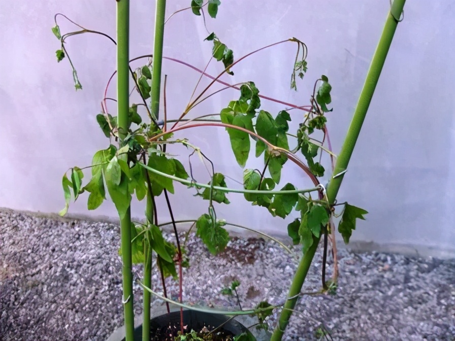 铁线莲春季发芽了还能换盆吗,铁线莲春季花后要换盆吗