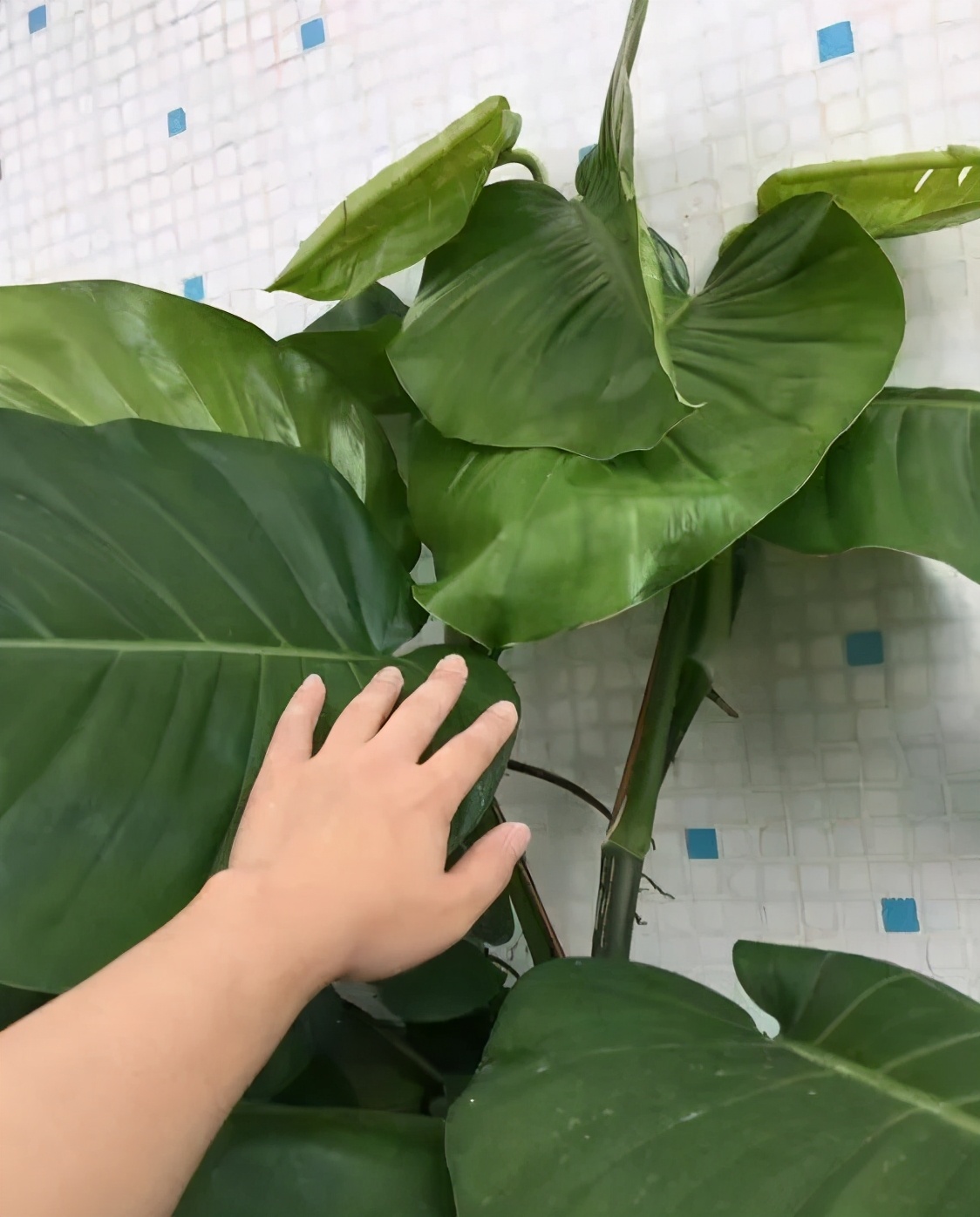 绿萝养护技巧和注意事项,绿萝的叶子怎么养护才能又肥又大