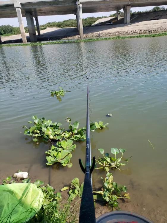 再次探钓朱家河，遭遇“水葫芦大军”