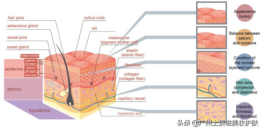 补充胶原蛋白真的能被皮肤吸收吗,你知道胶原蛋白对皮肤的作用吗