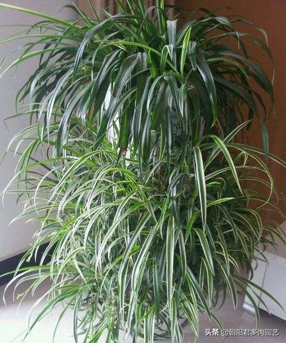 吊兰用什么样的花盆养最好活得快,吊兰根把花盆撑破