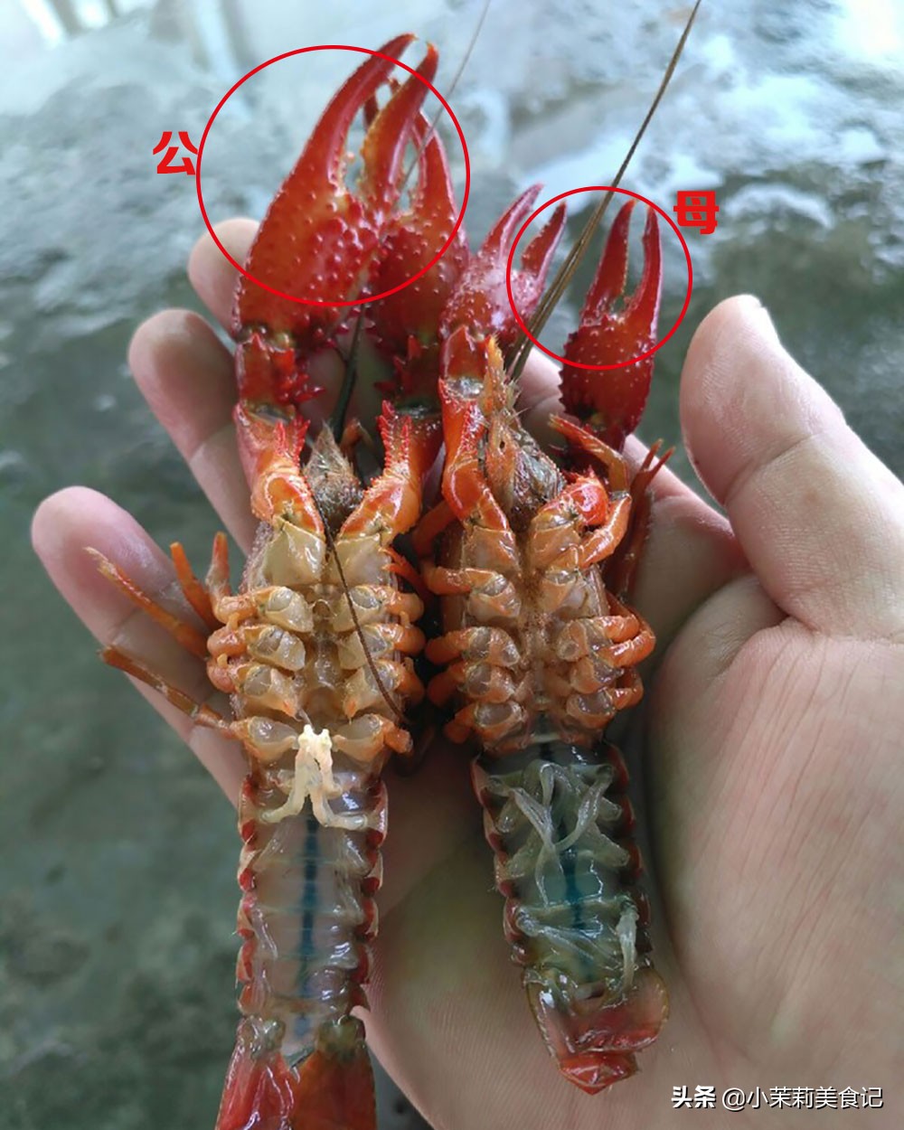 小龙虾怎么区别母虾和公虾,买小龙虾买公的好还是母的好