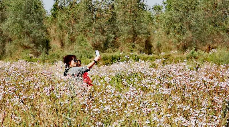 仙草罗布麻图片大全,仙草罗布麻