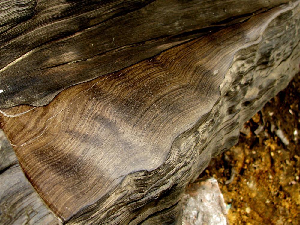 嘉陵江惊现巨大阴沉木有什么用处,地下为什么有乌木阴沉木