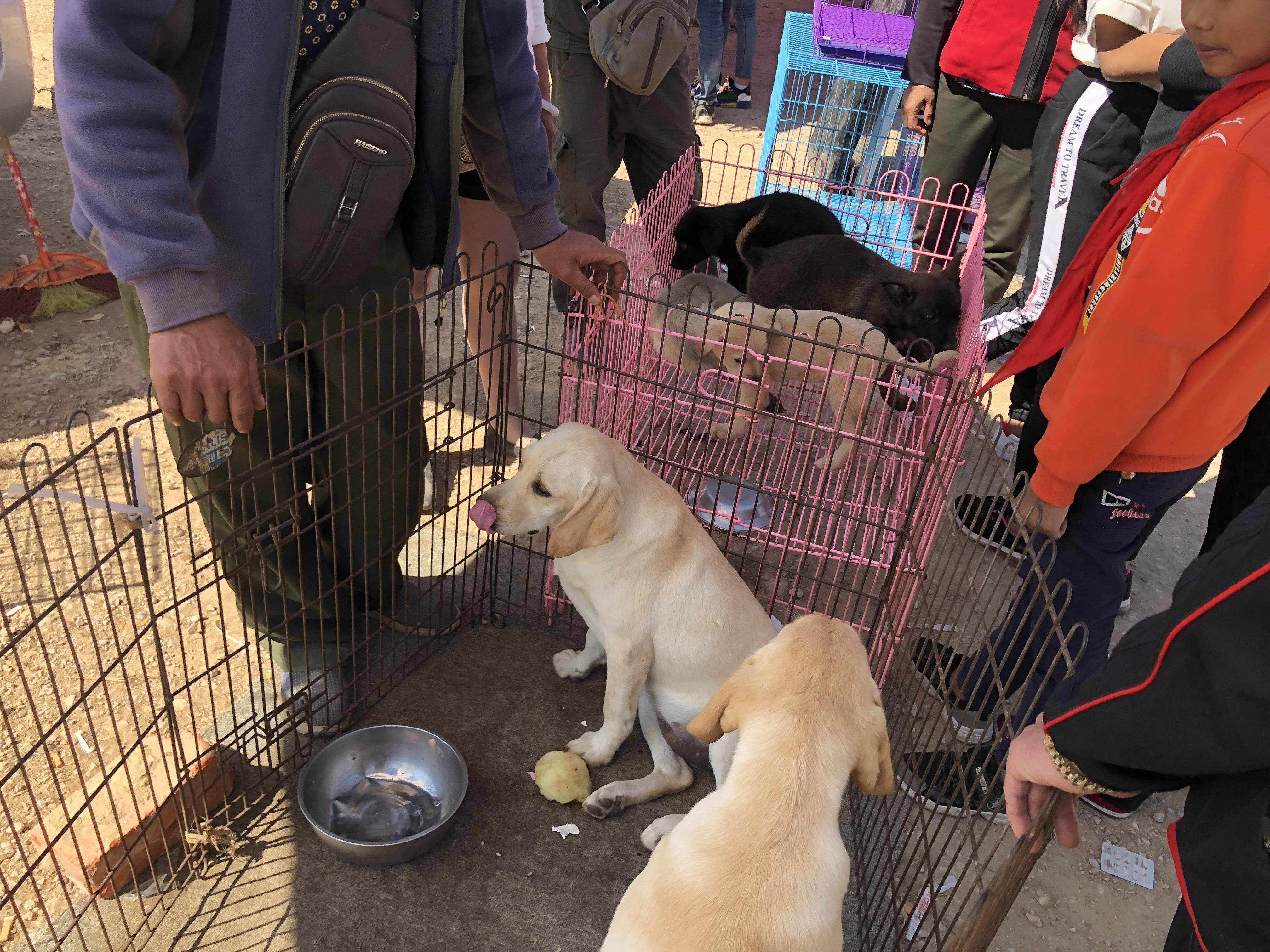 成年拉布拉多在市场能有多少钱,为什么拉布拉多价格不一样