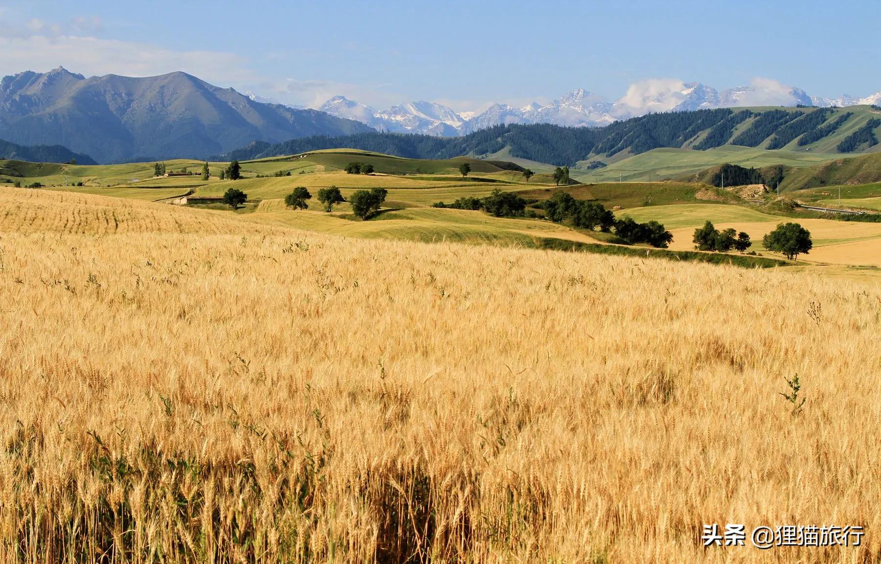 撤县设市新疆有哪些县,奇台2024年撤县设市有希望没