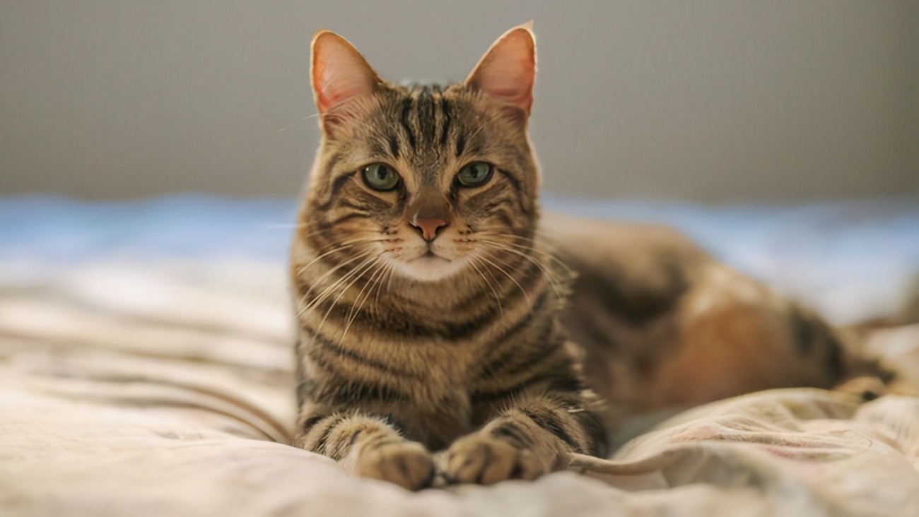 猫咪得猫癣一定会传染给人吗,脚气会不会传染给猫形成猫癣