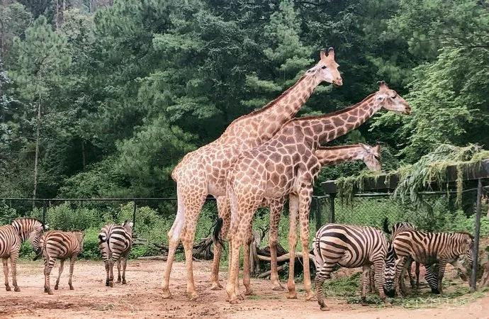 哪个动物园可以和动物亲密接触,野生动物园近距离接触动物感触