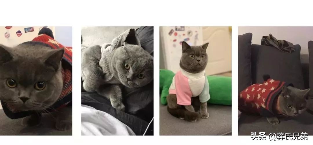 宠物秀场最新动态,亚宠展宠物时装秀人气火爆现场