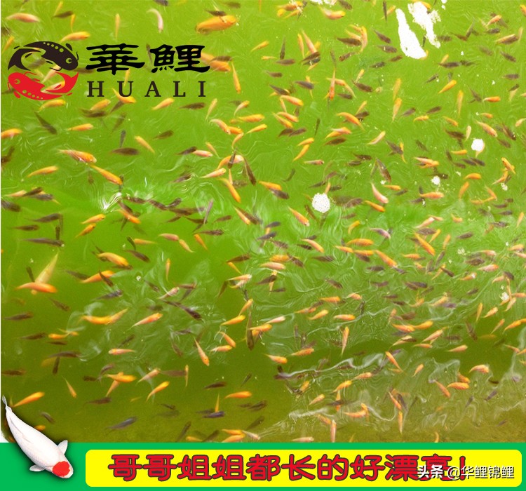 锦鲤水花鱼养殖方法,锦鲤鱼苗水花怎么养