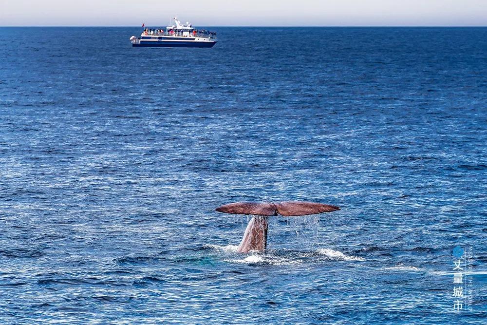维京遇到全域旅游，美丽乡村、特色小镇一网打尽：挪威渔业史漫步