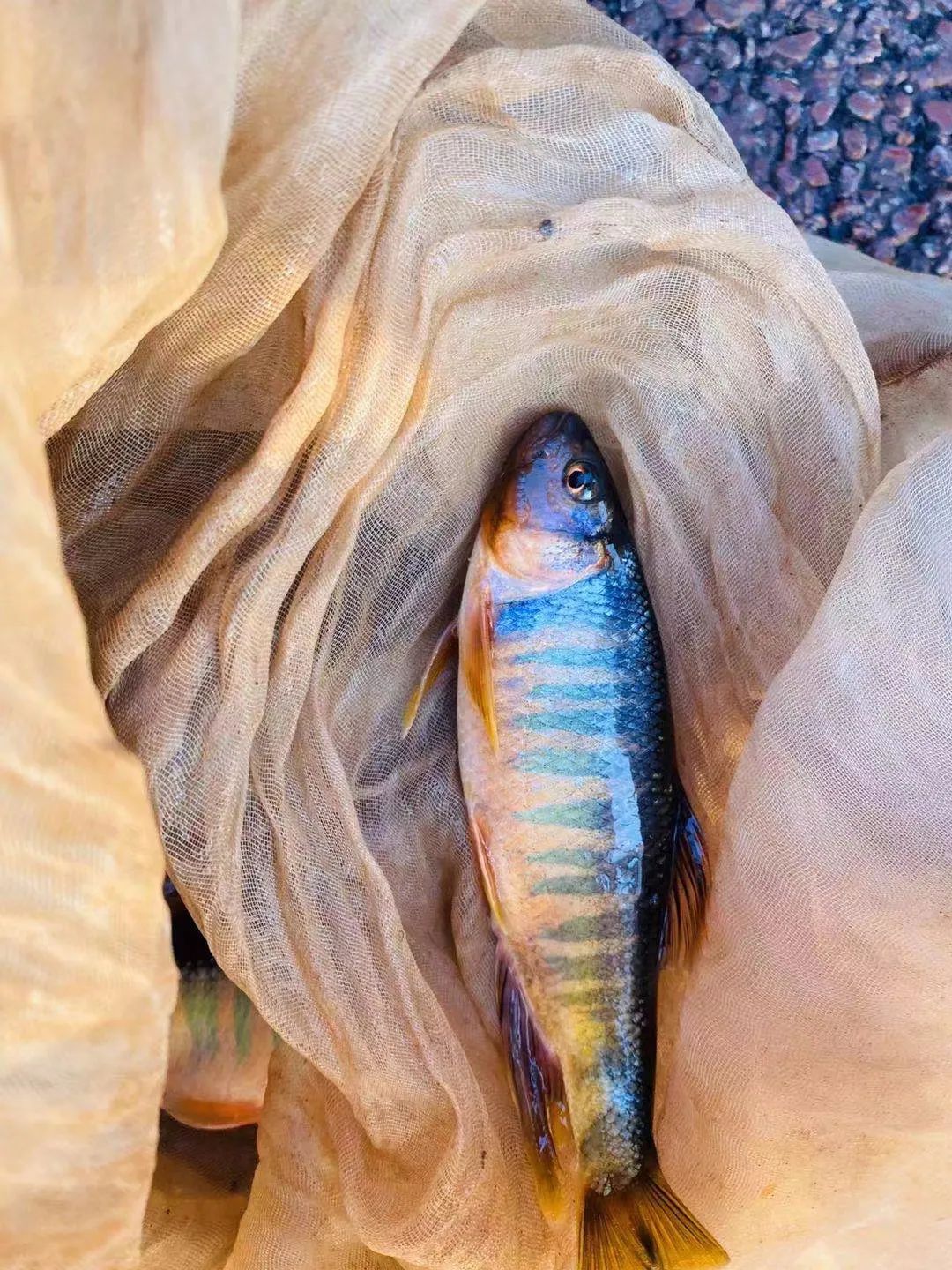 野奢不被鄙视?问问那些爱钓鱼的老孩子们,他们有活蹦乱跳的经验