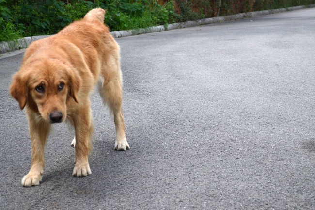 金毛恶性肿瘤会不会传染,金毛肿瘤能治好吗