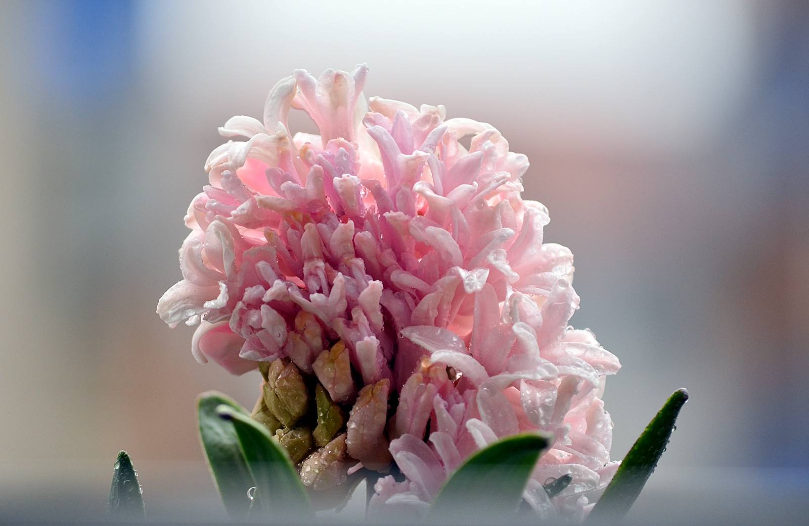 别人过年都养花，他偏爱“洋葱头”，笑话他的人，最后直喊羡慕！