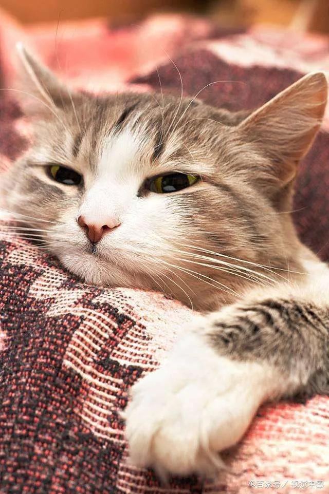 宠物体内驱虫的原理,宠物体内驱虫药有哪些品种