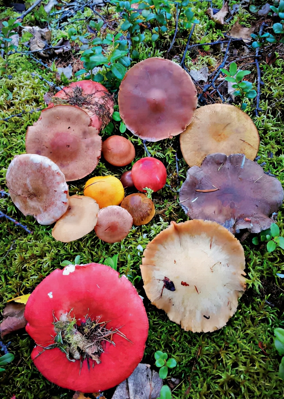 林草知识普及,林草科普讲解