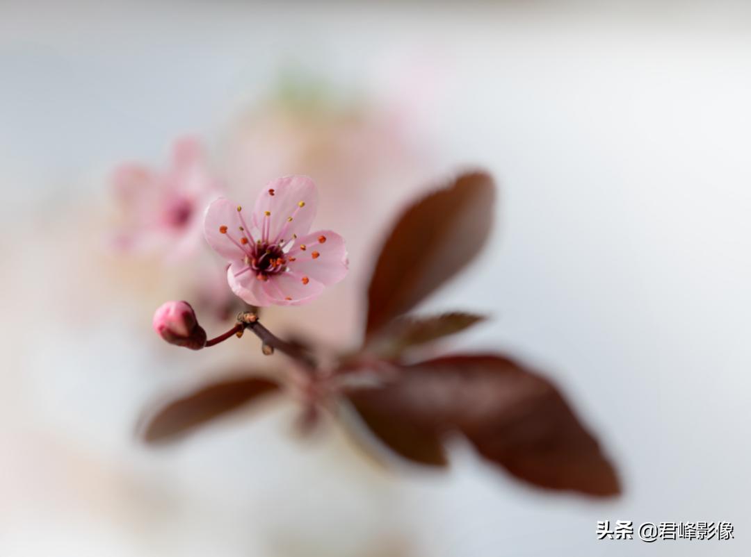 徕卡sl系列推荐,徕卡sl2和m11