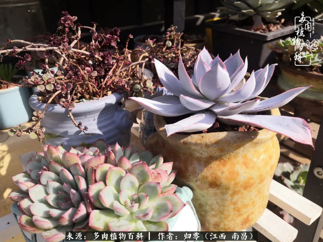 人生转个弯,在小院遇见落入凡间的多肉小精灵