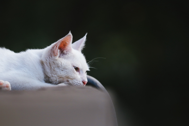 eos200d第一代拍照,eos200dii视频