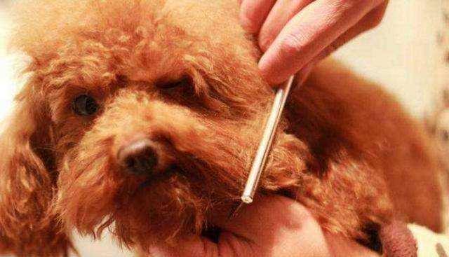 泰迪褪色了恢复有妙招吗,泰迪褪色怎么恢复快