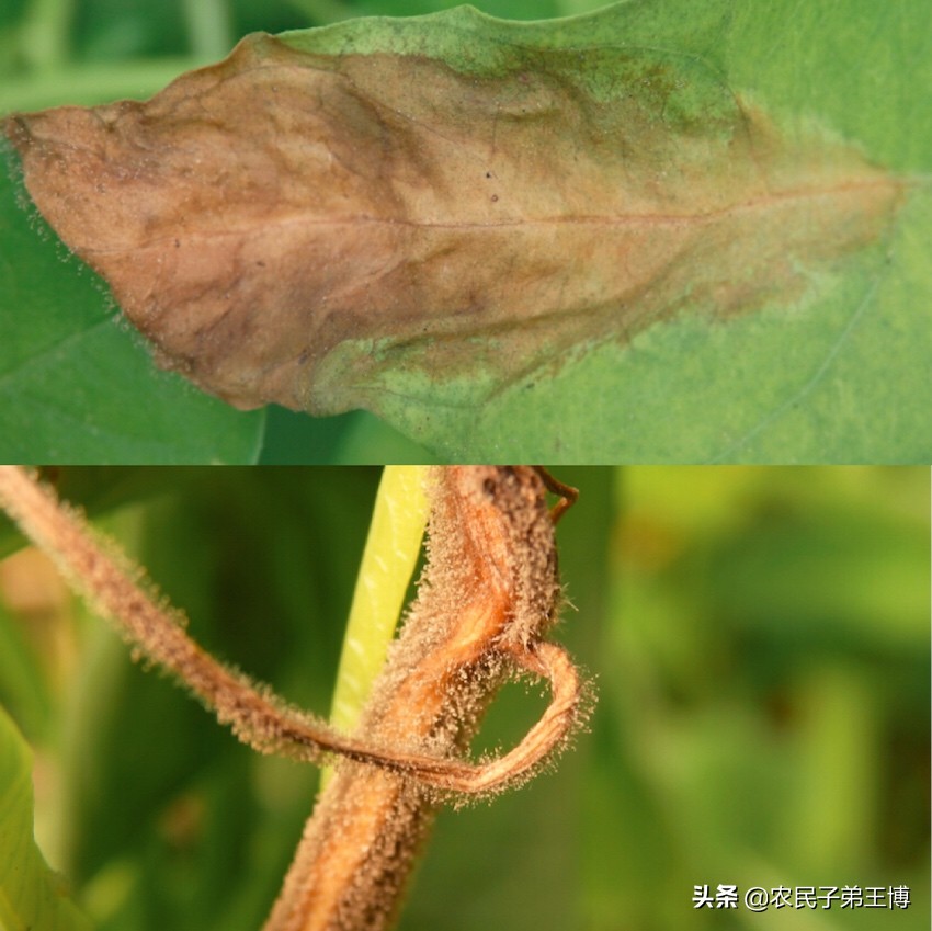 空心菜灰霉病如何防治,蔬菜灰霉病防治