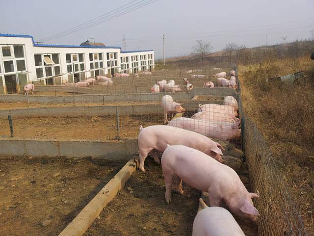 农村养殖致富小创业项目有哪些,农村最赚钱的五个养殖项目是哪些