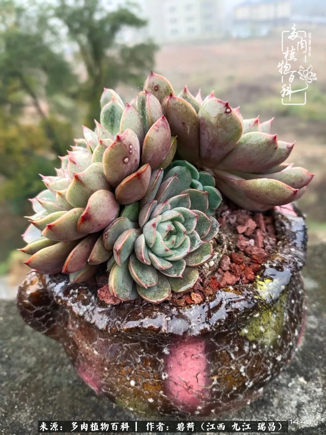 养了五年的多肉看到岁月的痕迹,经过一年春夏秋冬的轮回