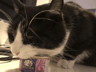 猫故事书籍,猫故事小说