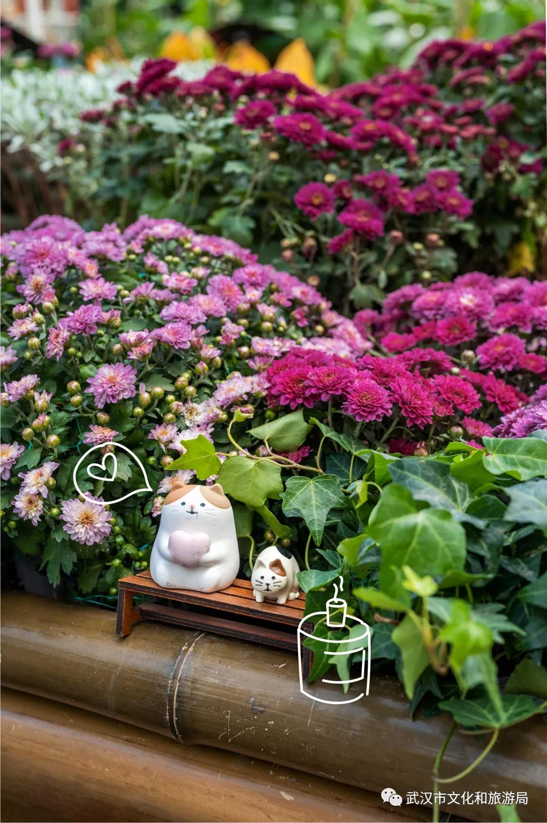 菊花烂漫,赏菊花汉口江滩打卡