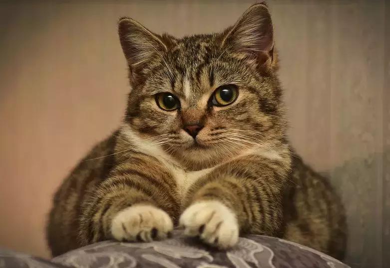 为了狗狗不被春节的鞭炮吓到,造汽车的福特公司造了一个狗窝