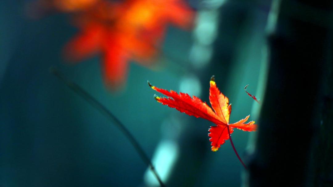 诗词吟诵《秋日》,秋日相思的古诗词