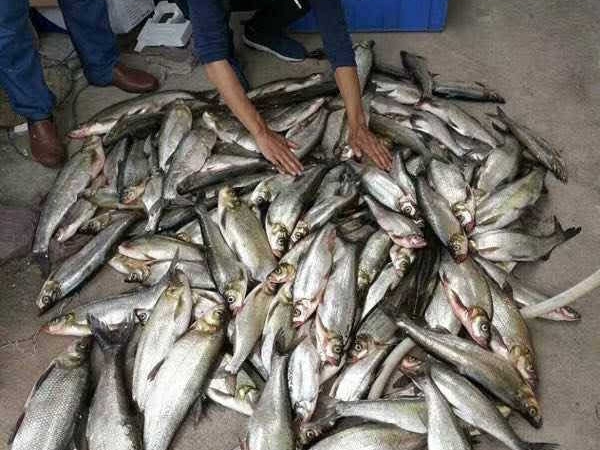 泥鳅党到底是什么,为什么禁止泥鳅党