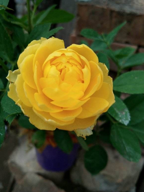 哪些月季不需要晒太阳可以爆花,耐晒耐雨淋抗病勤花的月季