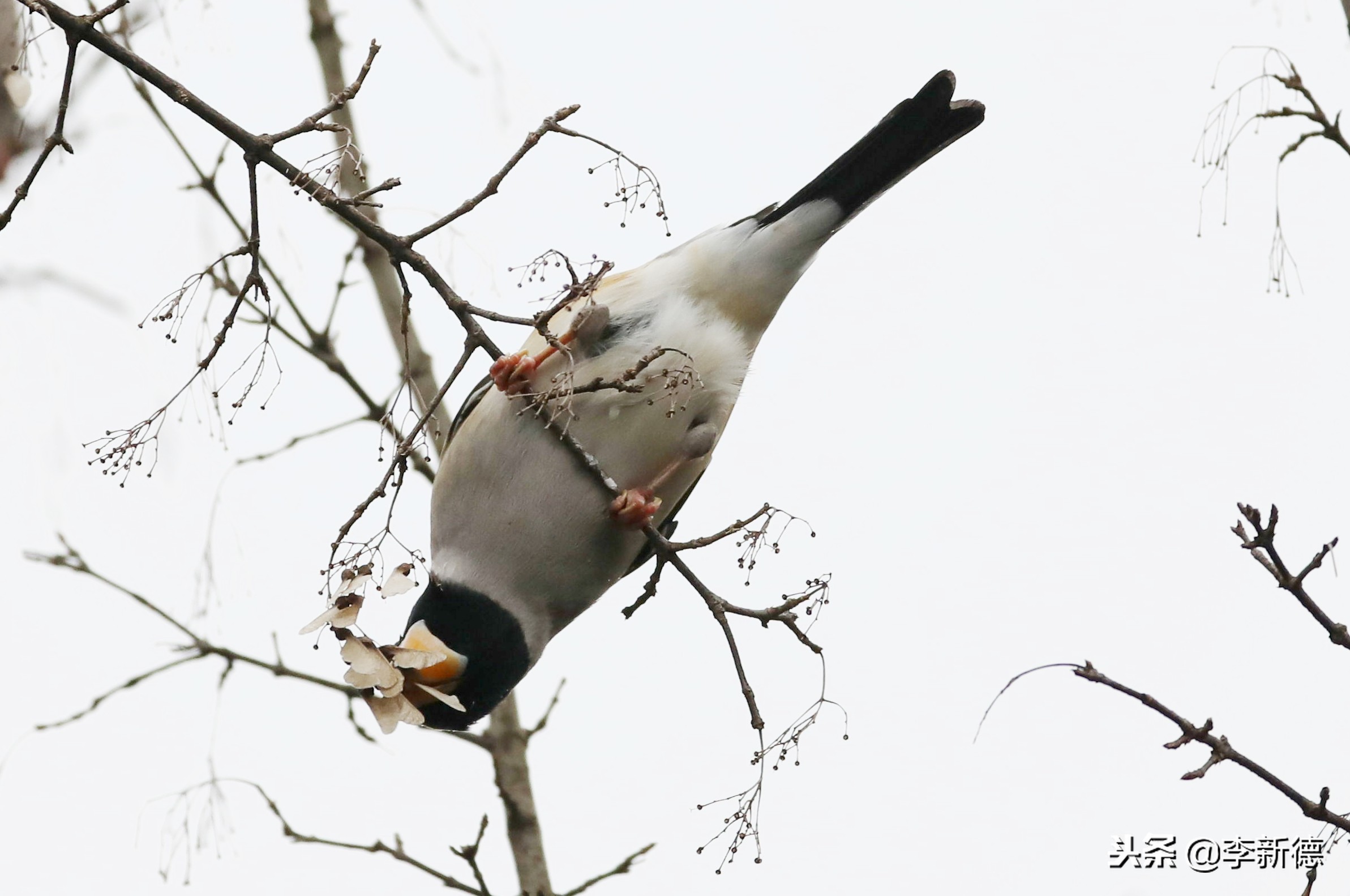 合肥高新区蜀峰湾,合肥市蜀峰湾