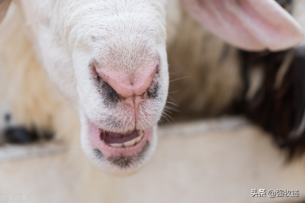 羊口疮用什么办法治好得快,羊口疮治疗的办法