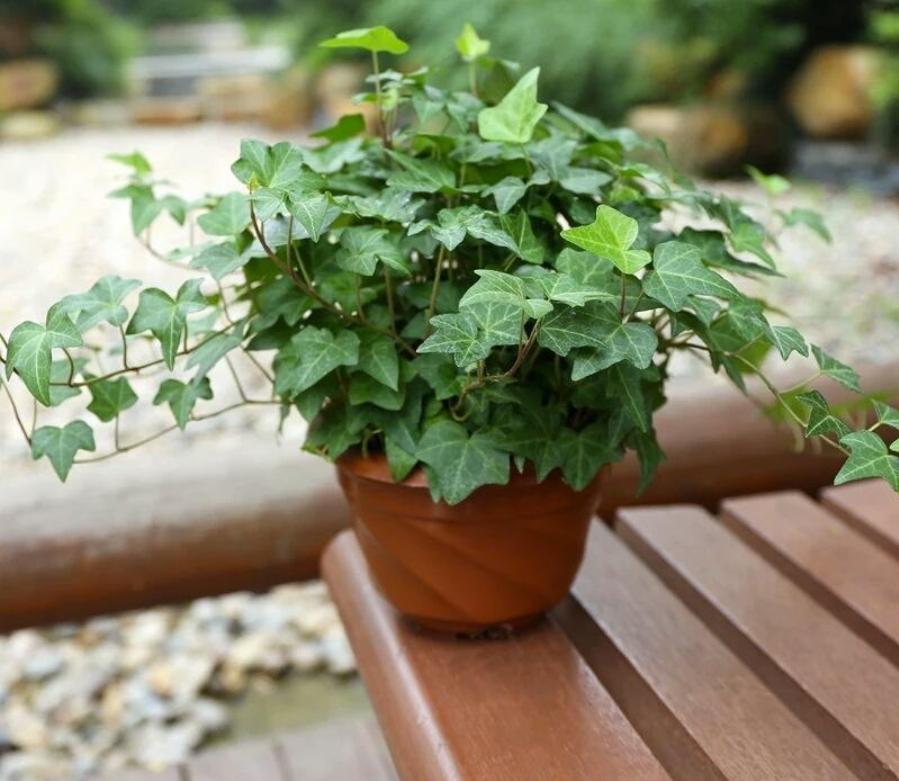 网购的植物好看又好养活的有哪些,网上买什么植物好看好养