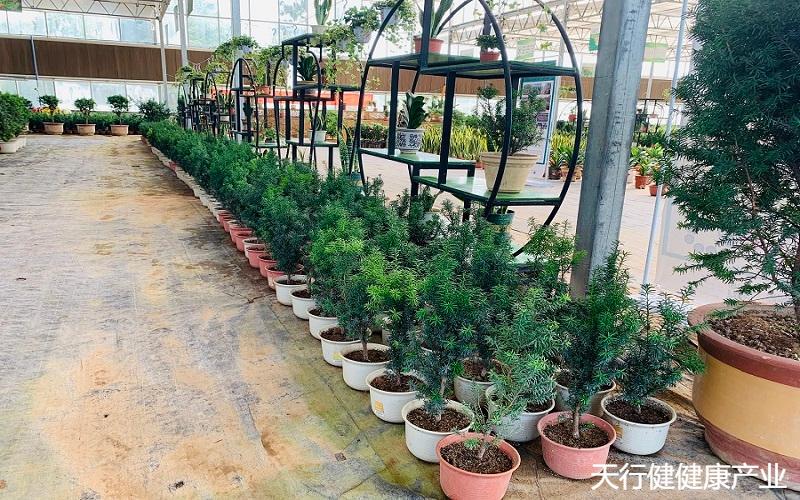 黑格斯曼地亚,曼地亚红豆杉春季