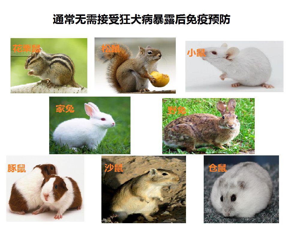 有没有因打狂犬疫苗死亡,因没打狂犬疫苗有死亡的吗