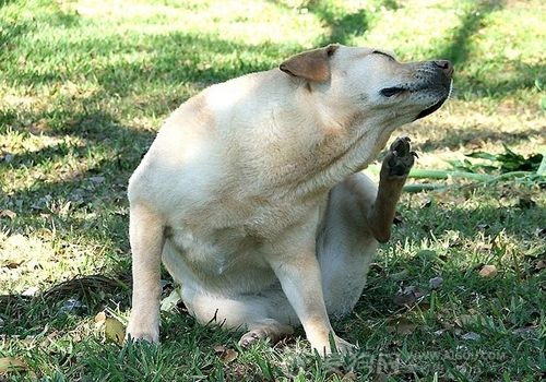 怎样预防狗狗皮肤病,狗狗预防皮肤病的药有哪些