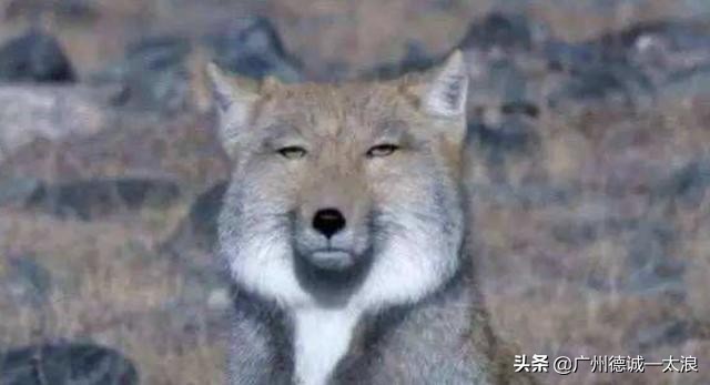 世界上十大很少见到的动物,世界上最受欢迎的动物排行榜