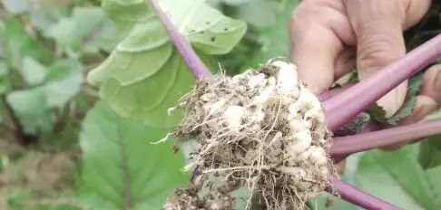 菜的肿瘤根怎么防治,菜根长肿瘤怎么办