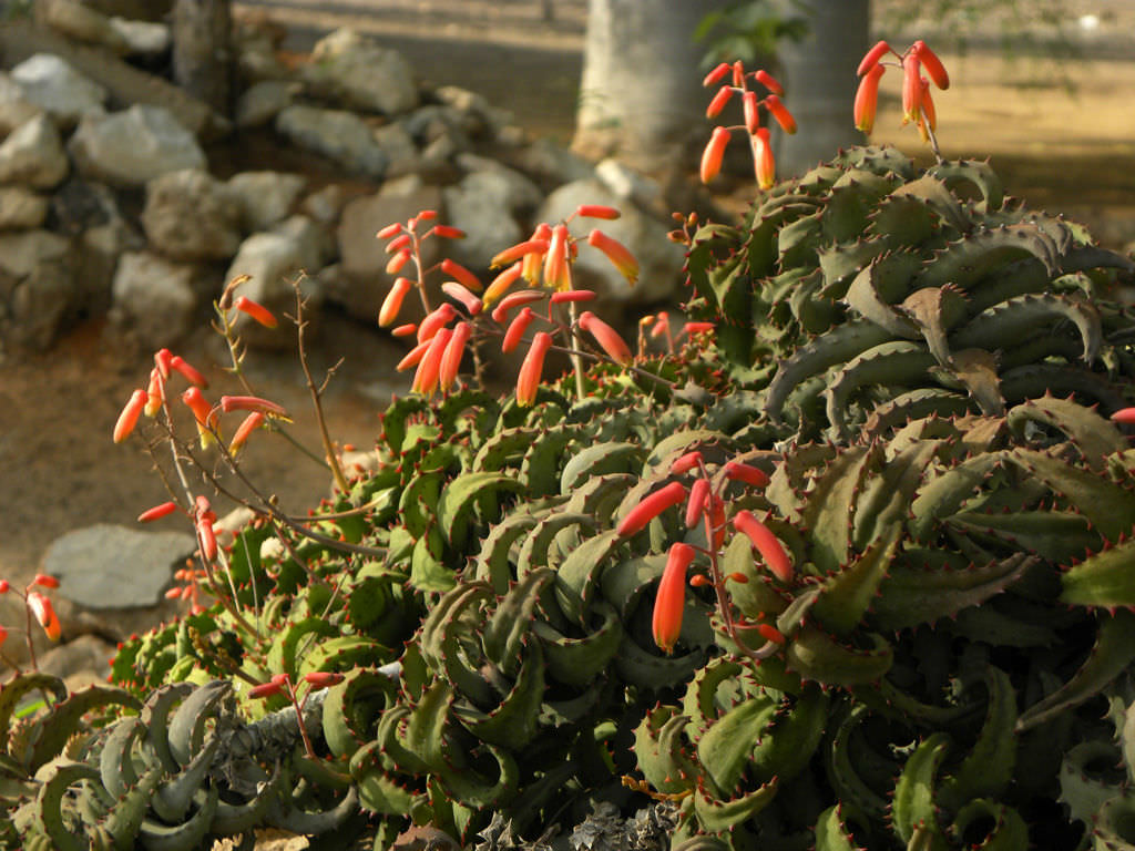 园艺观赏芦荟,园艺芦荟图鉴说明