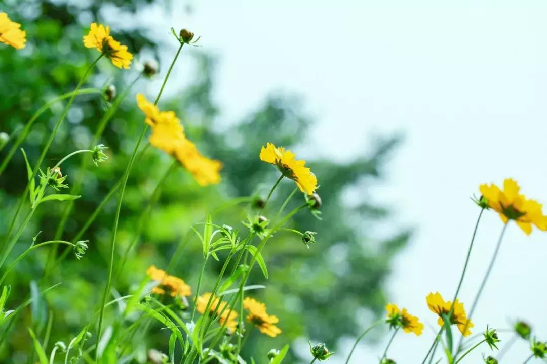 烧成灰的药用草药有哪些,烧皮肤的中草药有哪些