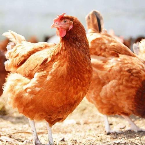 简述蛋鸡的啄肛和脱肛，什么原因？如何处理呢？