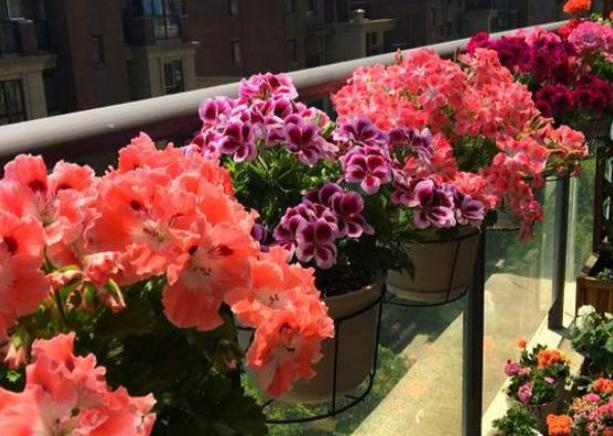 为什么盆栽土会结块,盆栽土容易撒出来怎么办