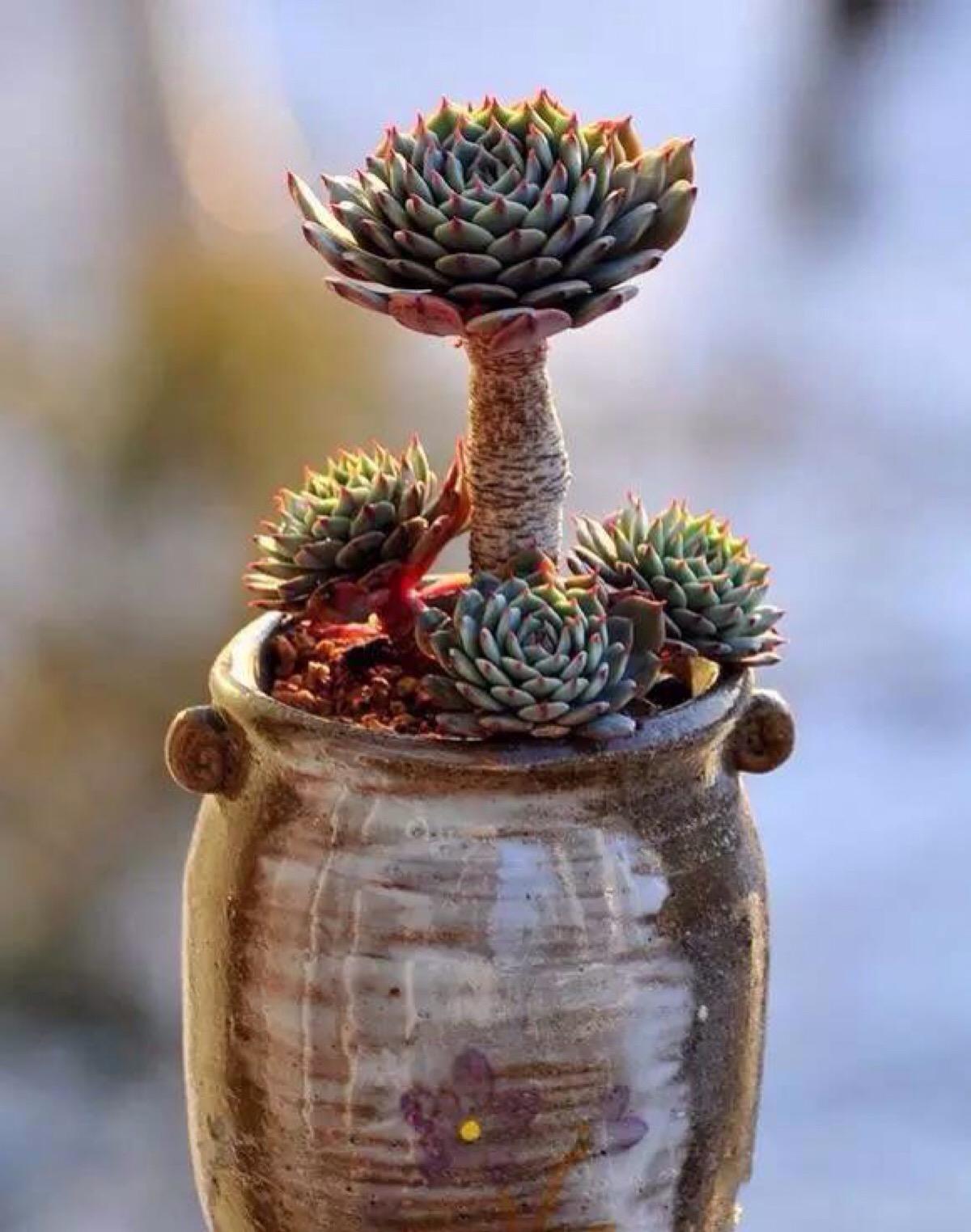 多肉长太高杆上不长叶子怎么办,多肉长得太高可以剪掉再种吗