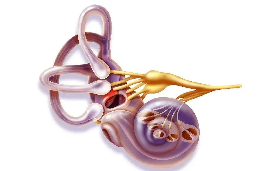 宝宝耳朵不校正有什么影响,孩子耳朵缺陷怎么教育